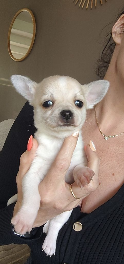 Elodie Garcia - Chiots disponibles - Chihuahua