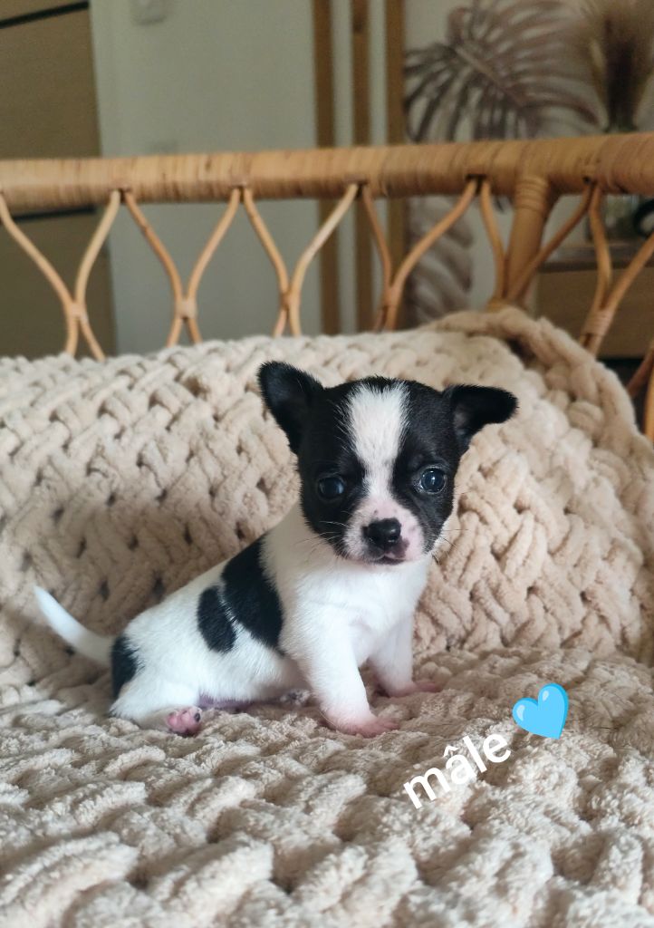 Elodie Garcia - Chiots disponibles - Chihuahua
