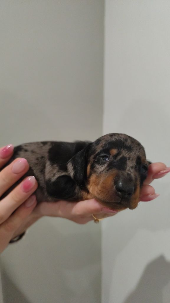 Elodie Garcia - Chiots disponibles - Teckel poil ras