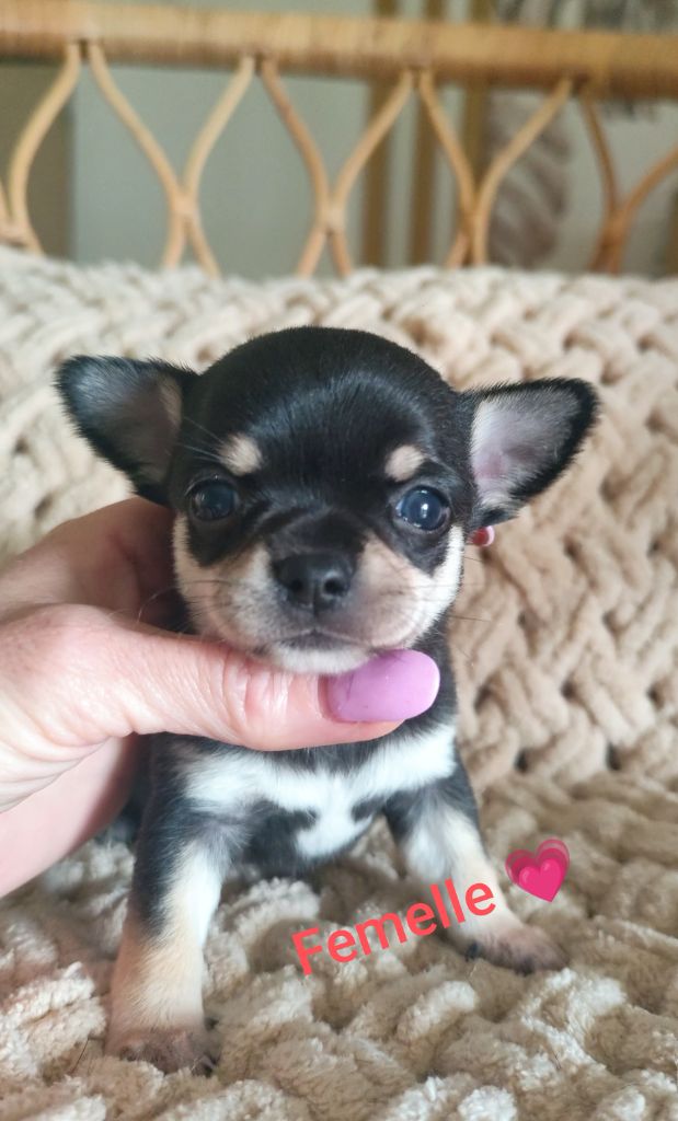 Elodie Garcia - Chiots disponibles - Chihuahua