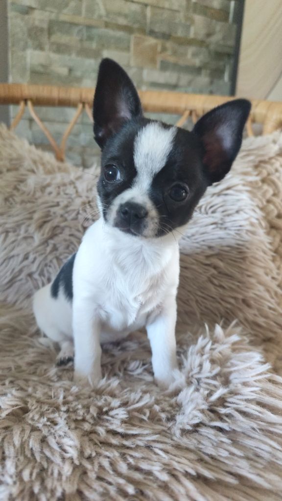Elodie Garcia - Chiots disponibles - Chihuahua