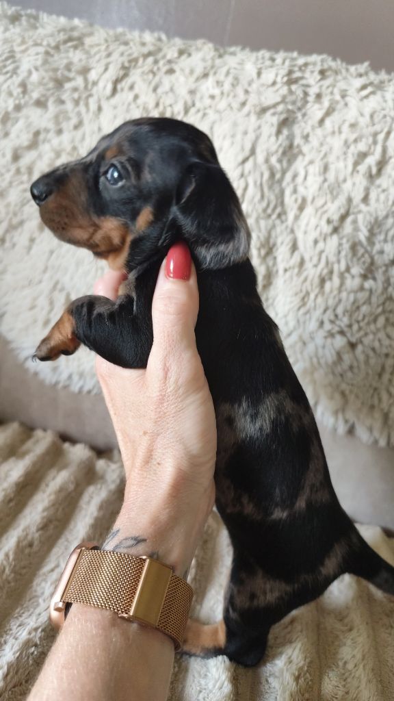 Elodie Garcia - Chiots disponibles - Teckel poil ras