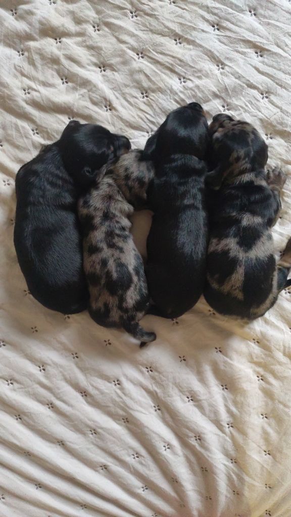 Elodie Garcia - Chiots disponibles - Teckel poil ras